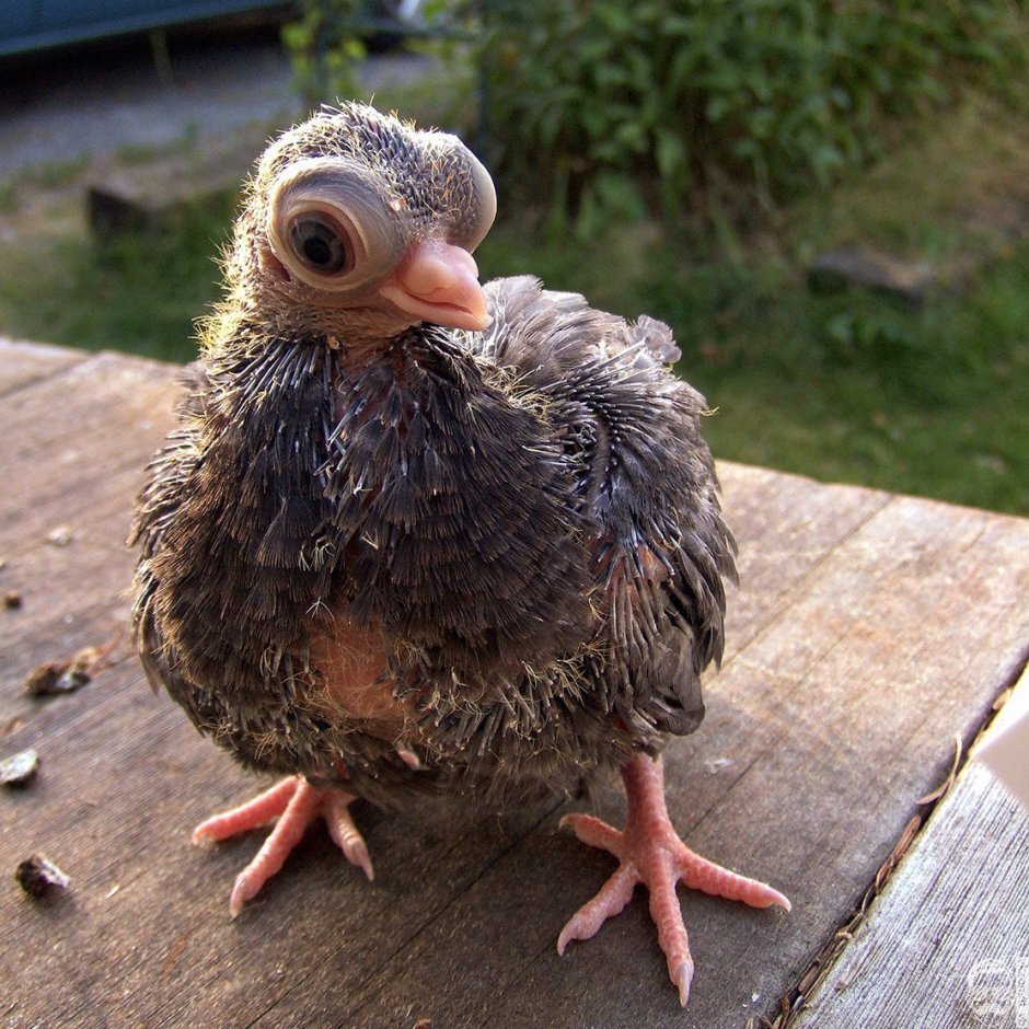 Короткоклювый Турман