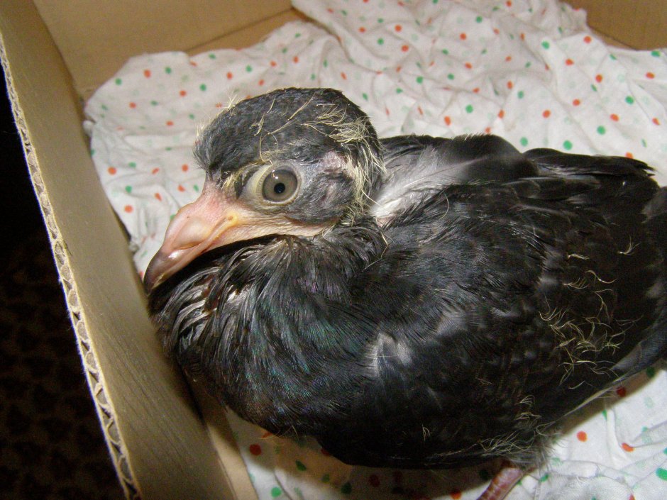 Подросший птенец горлицы