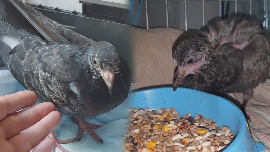 Птенец голубя