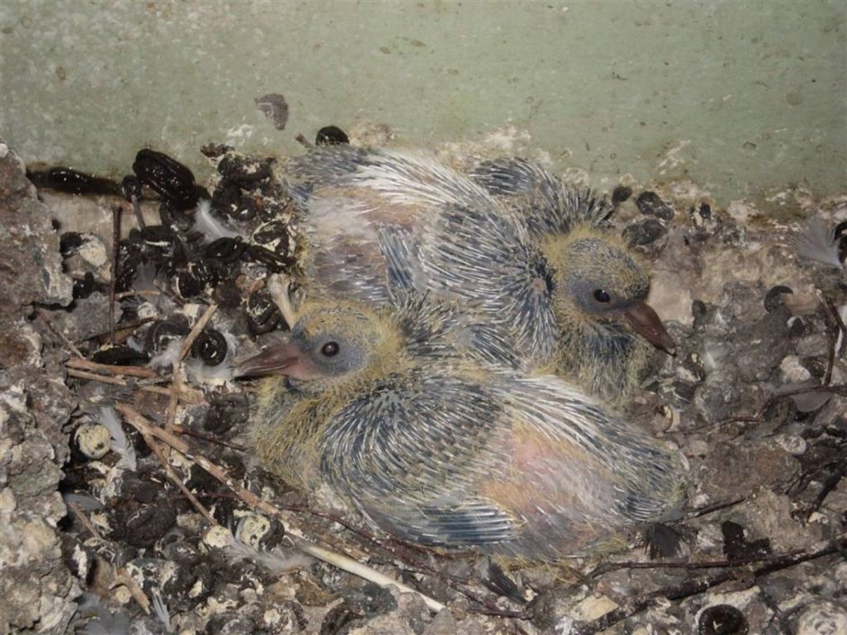 Маленький голубь птенец