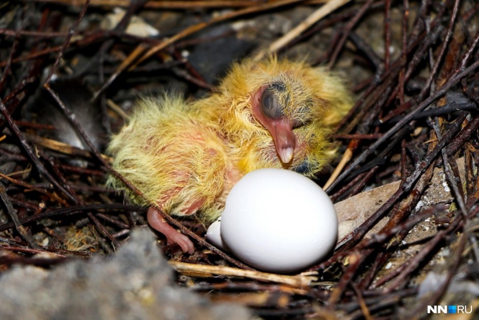 Птенец с желтым пухом и весь черный