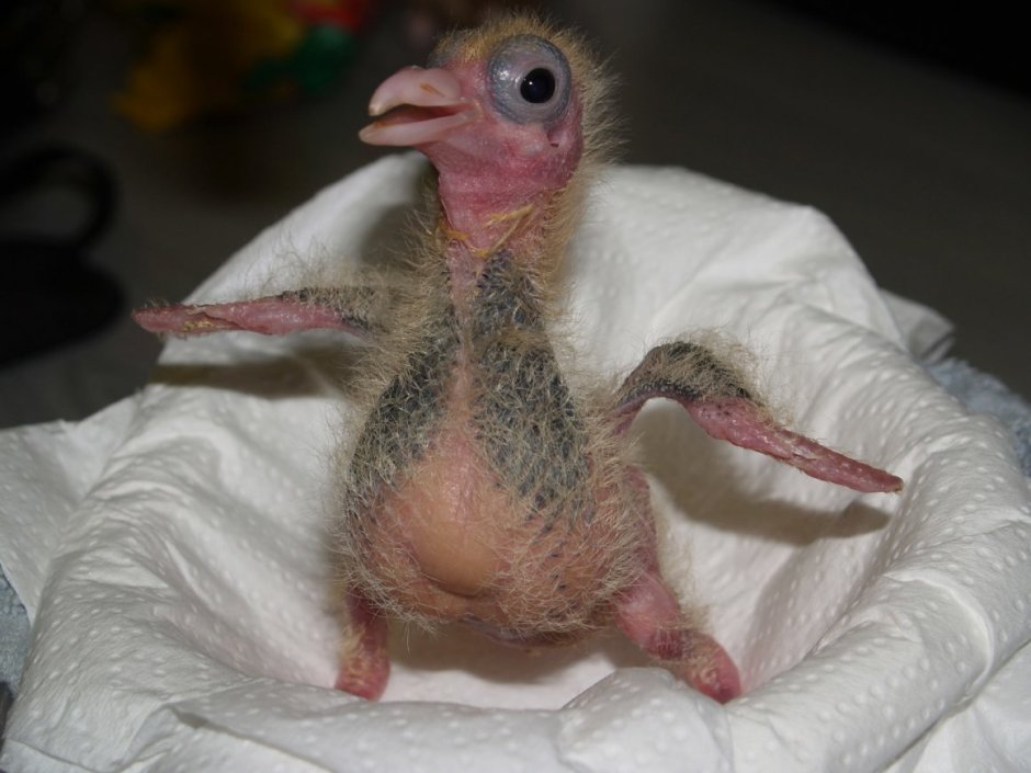 Птенец голубя