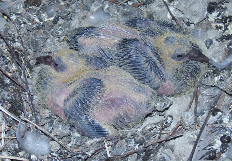 Зимние птенцы голубей