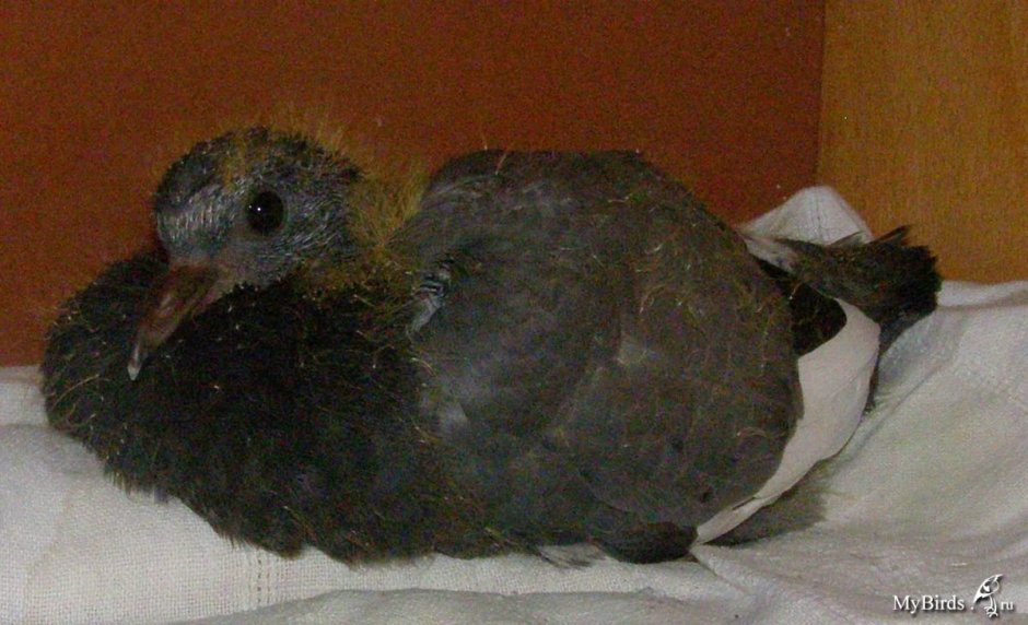 Маленький голубь птенец