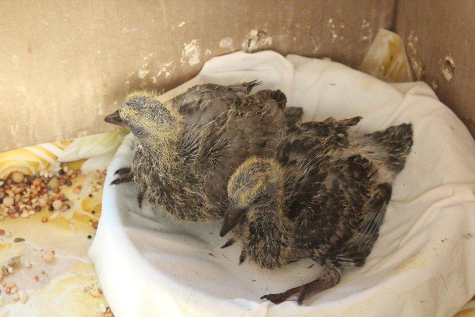 Птенец голубя