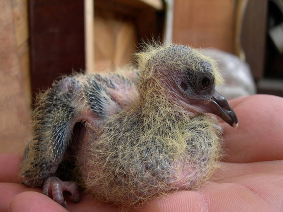 Голубиный слеток