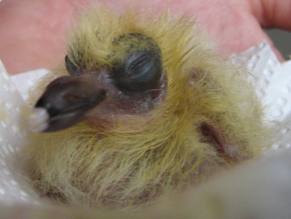 Птенец голубя