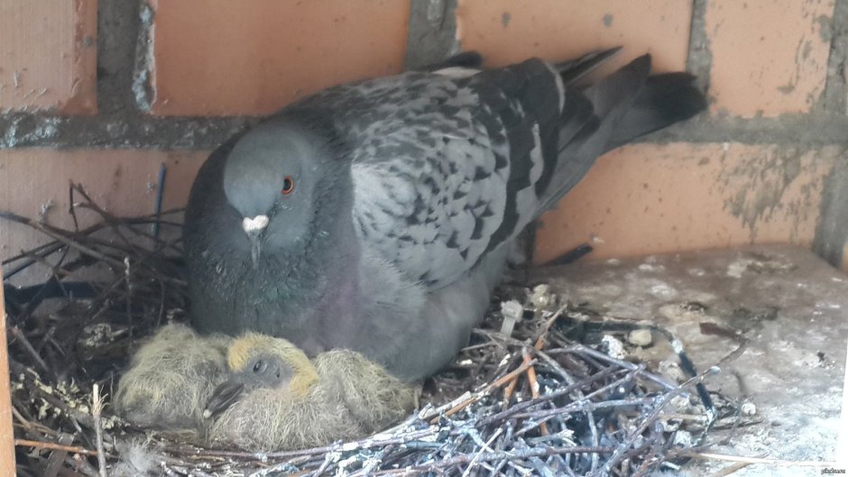Голубка с голубенком