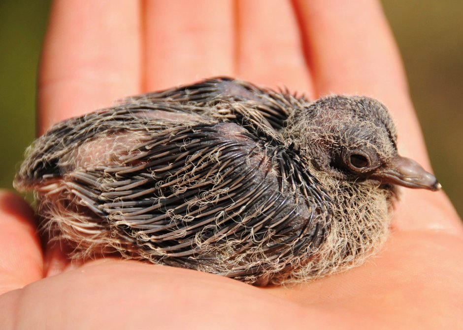 Голубята птенцы