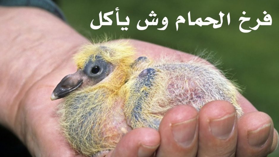 Маленький голубь птенец