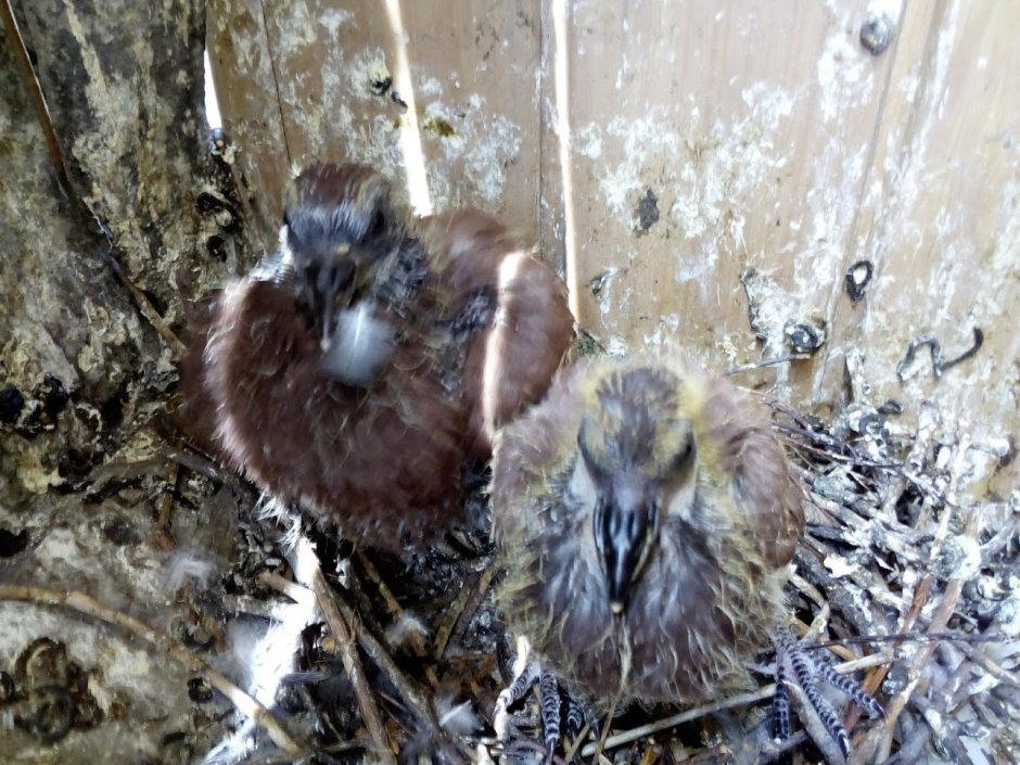 Голубята средние