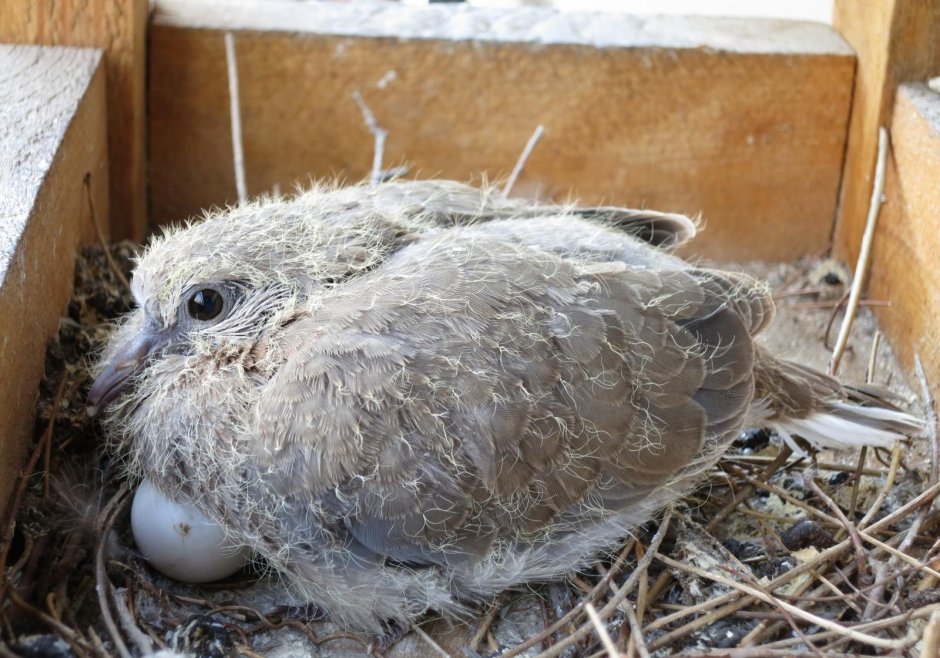 Малые горлицы птенцы
