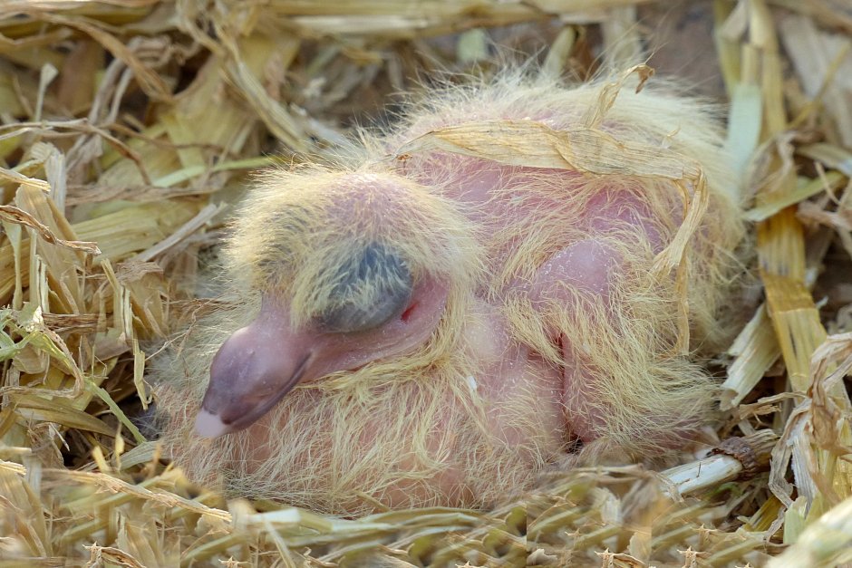 Маленькие голуби