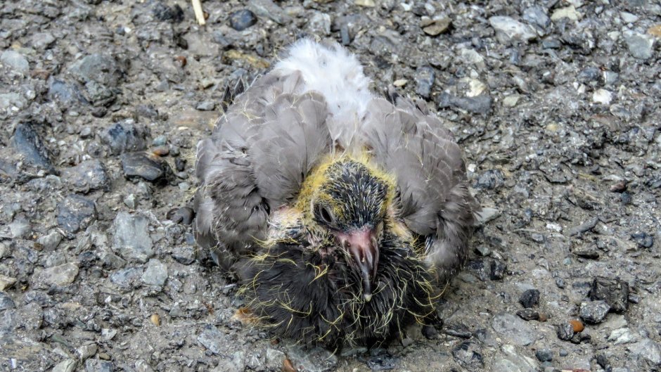 Птенец дикого голубя