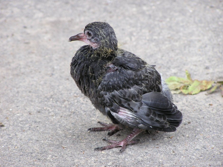 Маленькие голуби