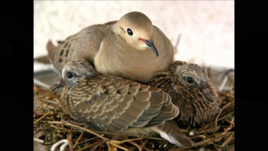 Кольчатая Горлица птенцы