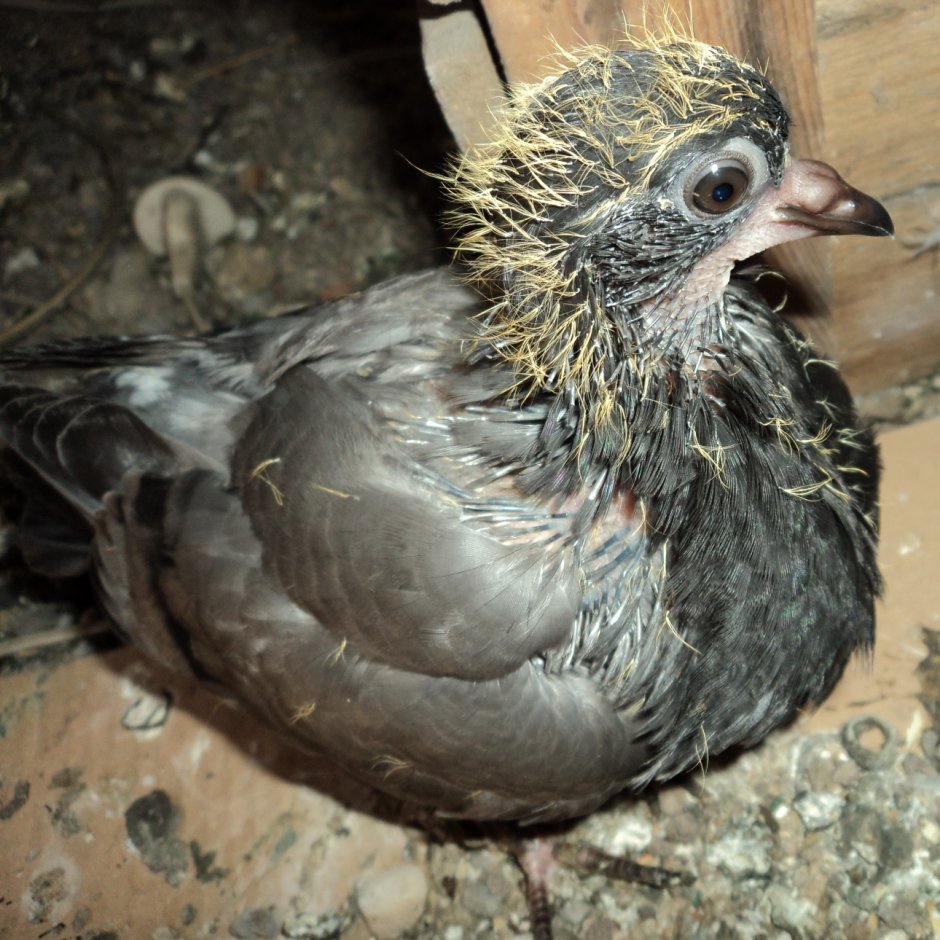 Голубята птенцы