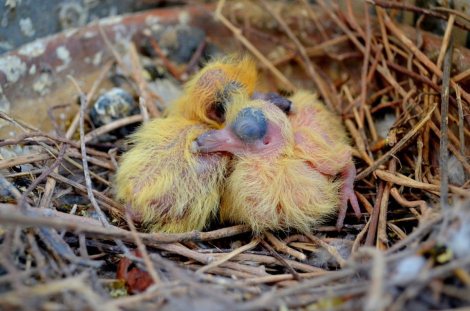 Птенец голубя