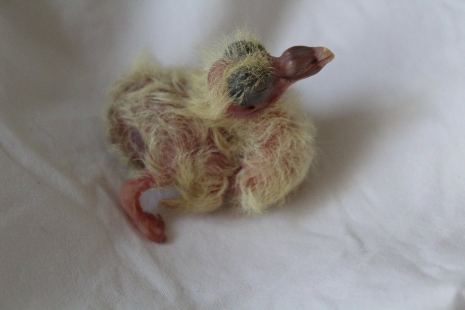 Голубенок фото новорожденный