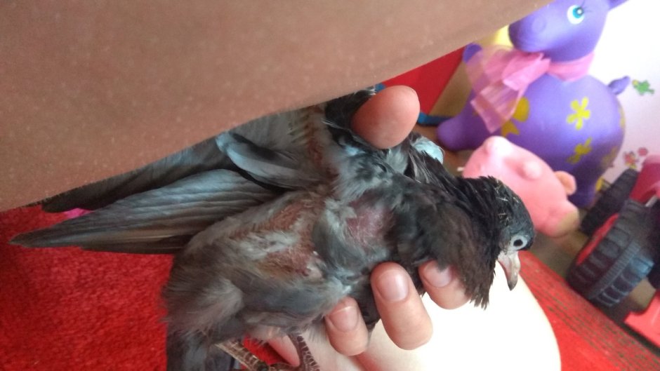 Выхаживание голубиных птенцов