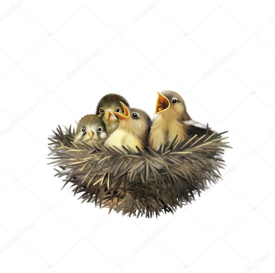 Птенцы в гнезде