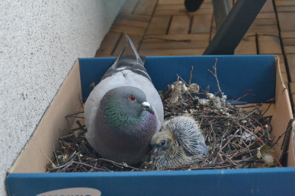 Птенец голубя