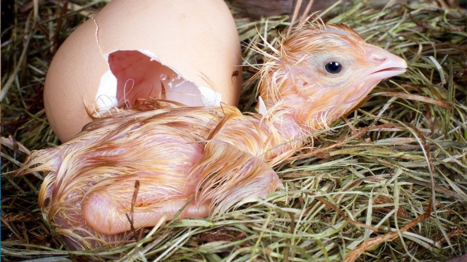 Новорождённые циплята