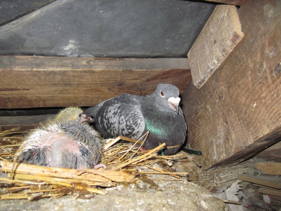Голубь высиживает яйца