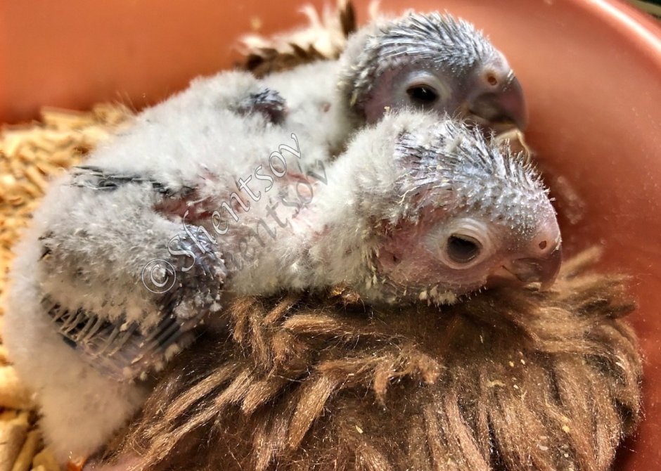 Птенец удода вылупившийся