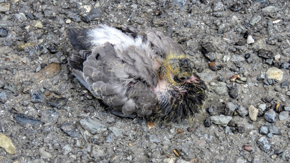 Птенец голубя выпал из гнезда