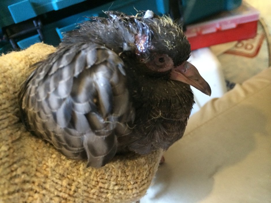 Птенец ворона