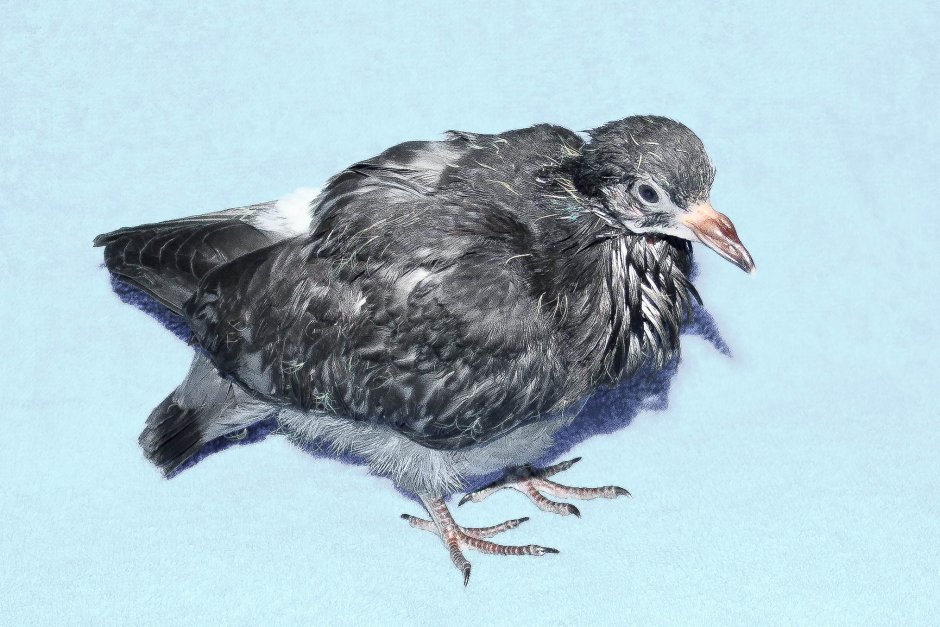 Белый голубенок