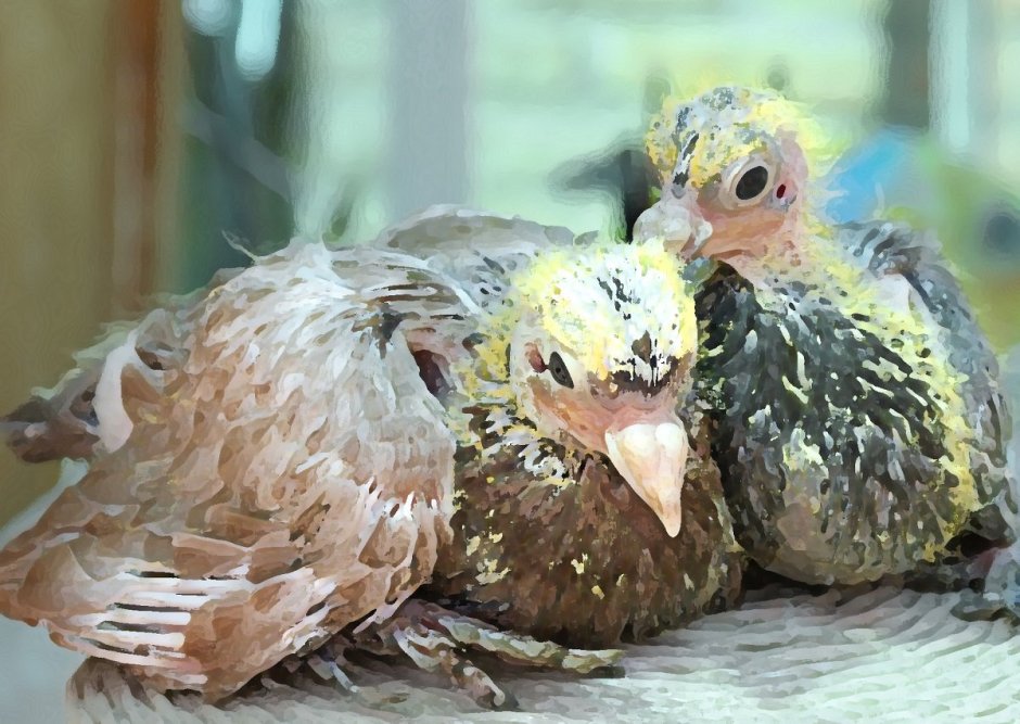 Голубята птенцы фото