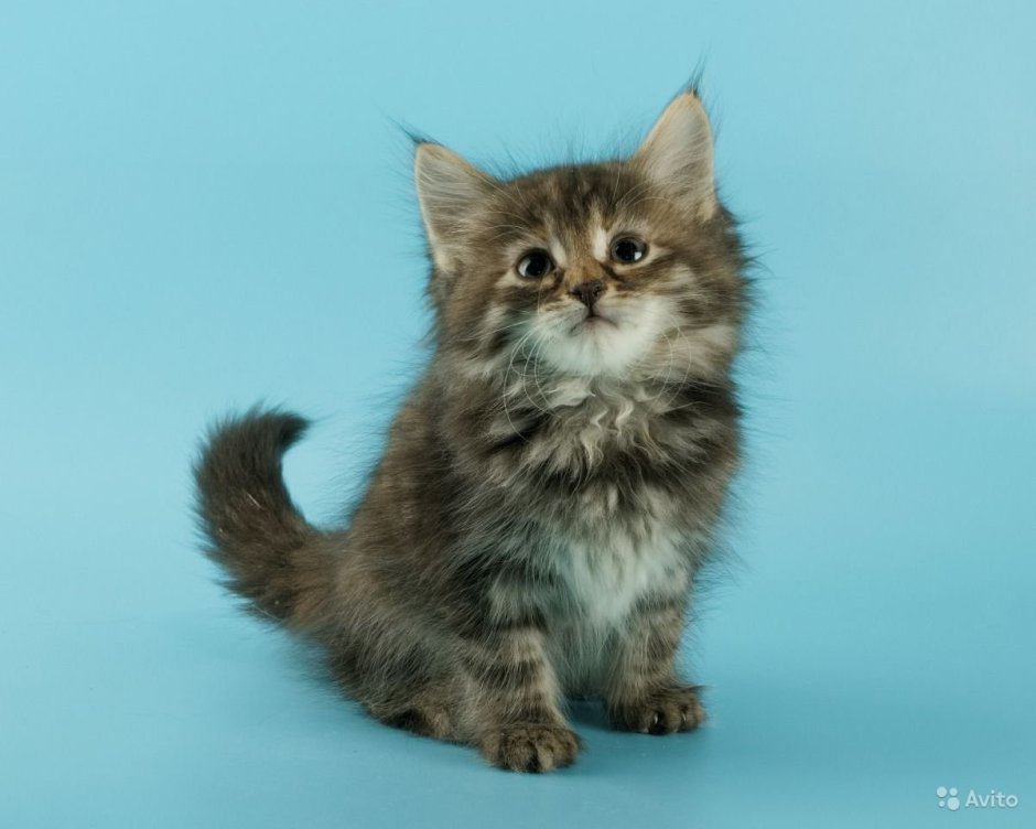 Сибирский кот метис