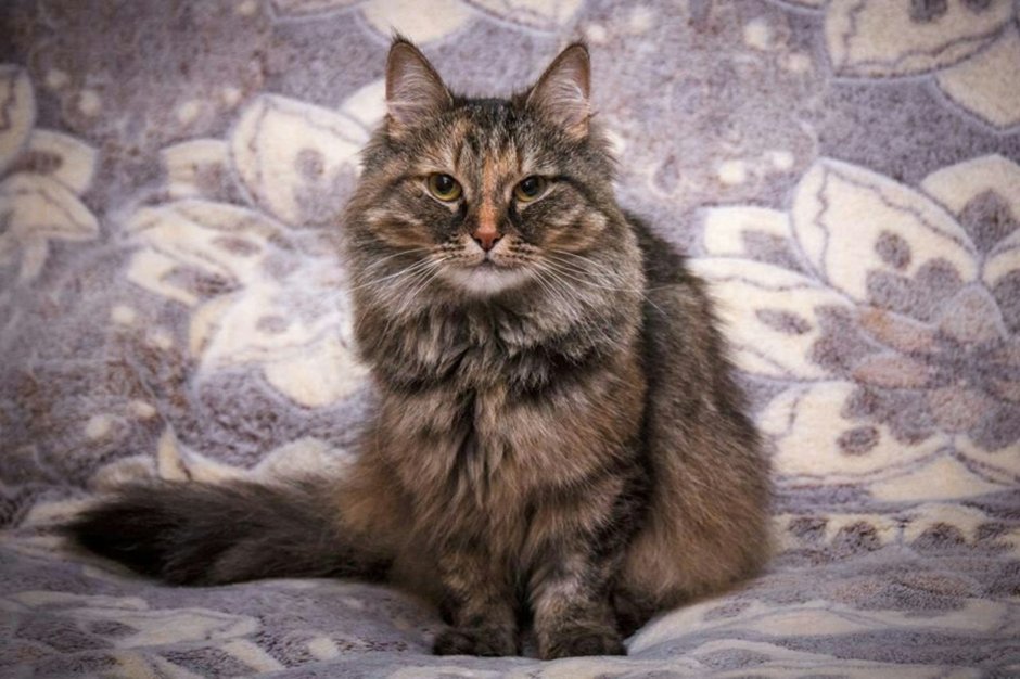 Сибирский кот помесь