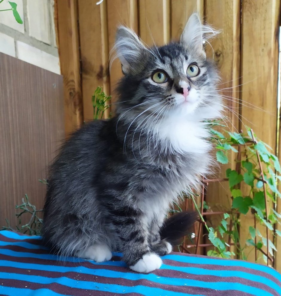 Сибирский кот метис