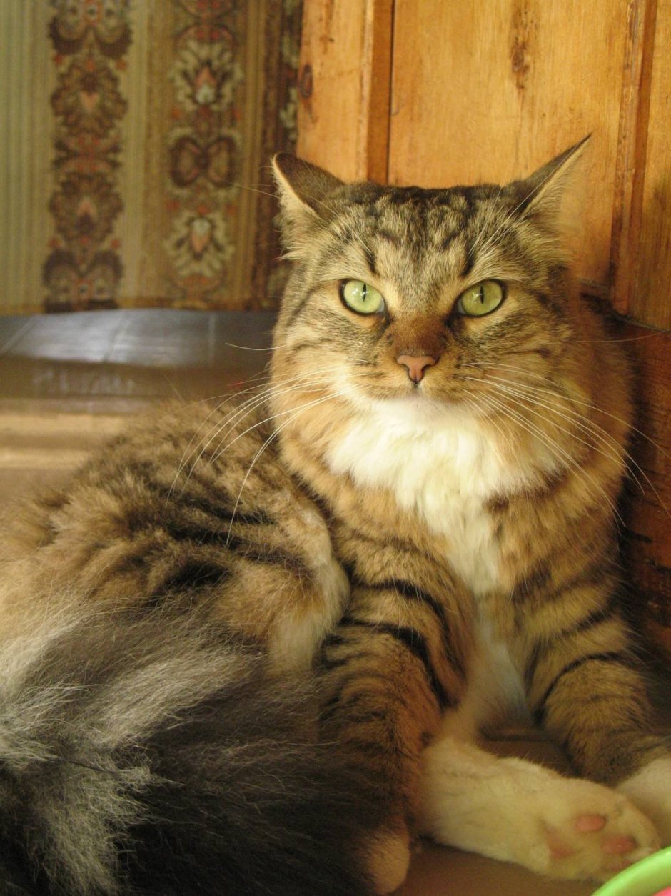Сибирская кошка помесь