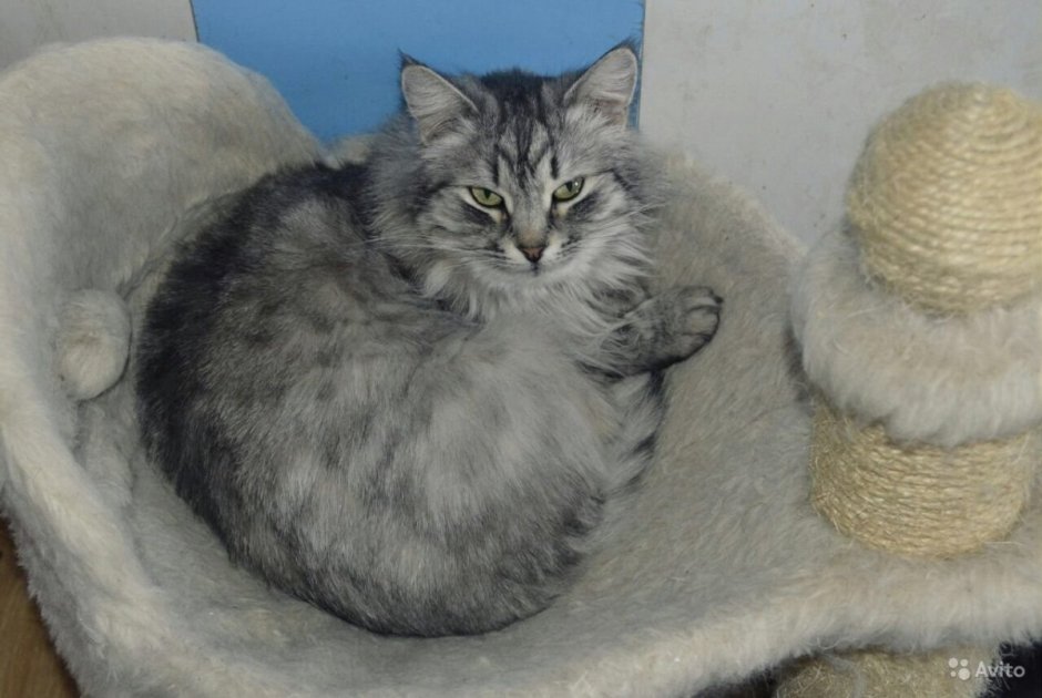 Сибирская кошка помесь