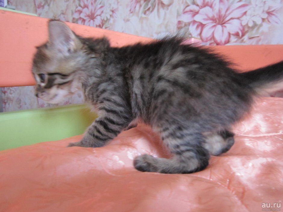 Сибирская кошка короткошерстная