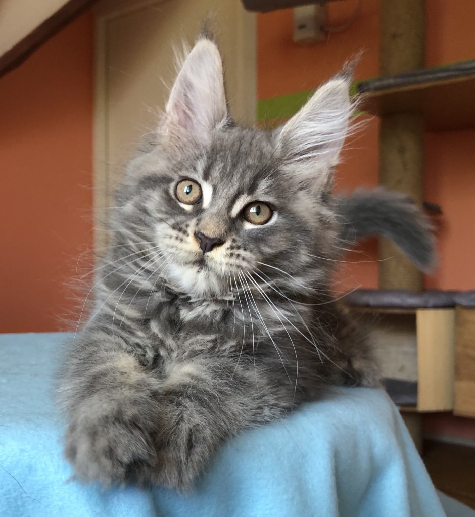 Норвежский Лесной кот метис
