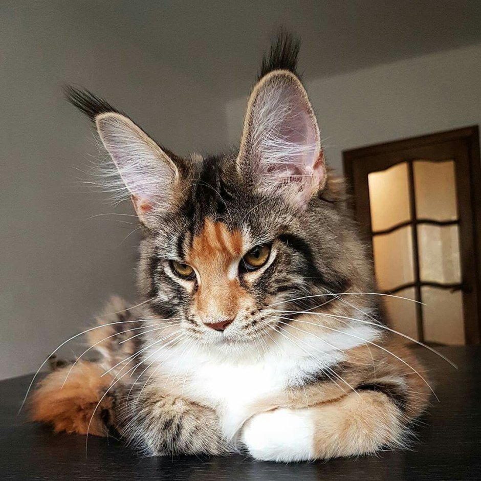 Кот метис Мейн куна