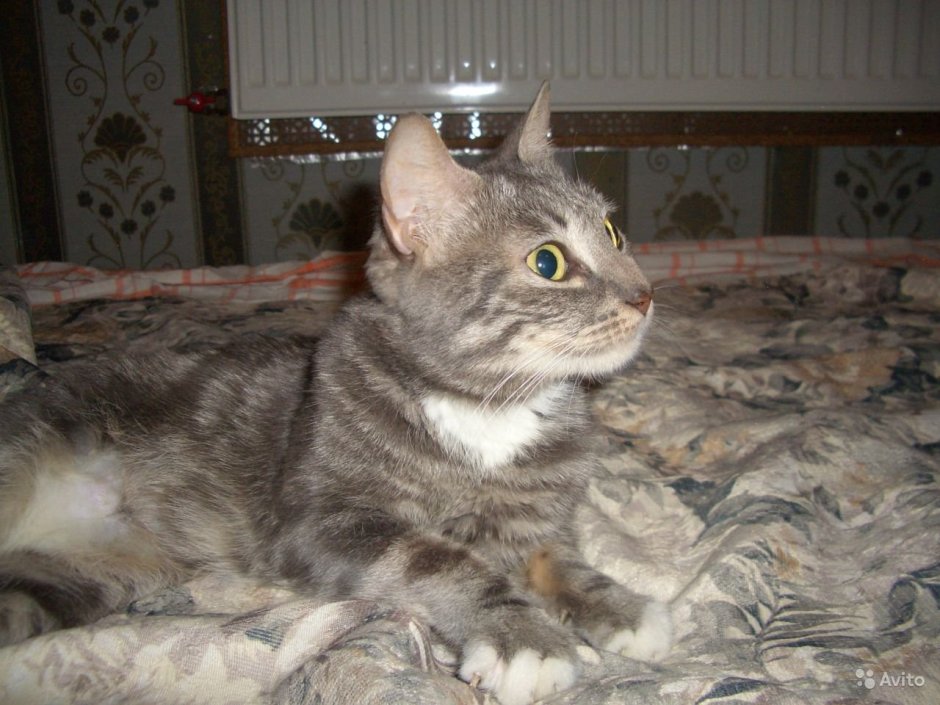 Сибирский Мейн кун