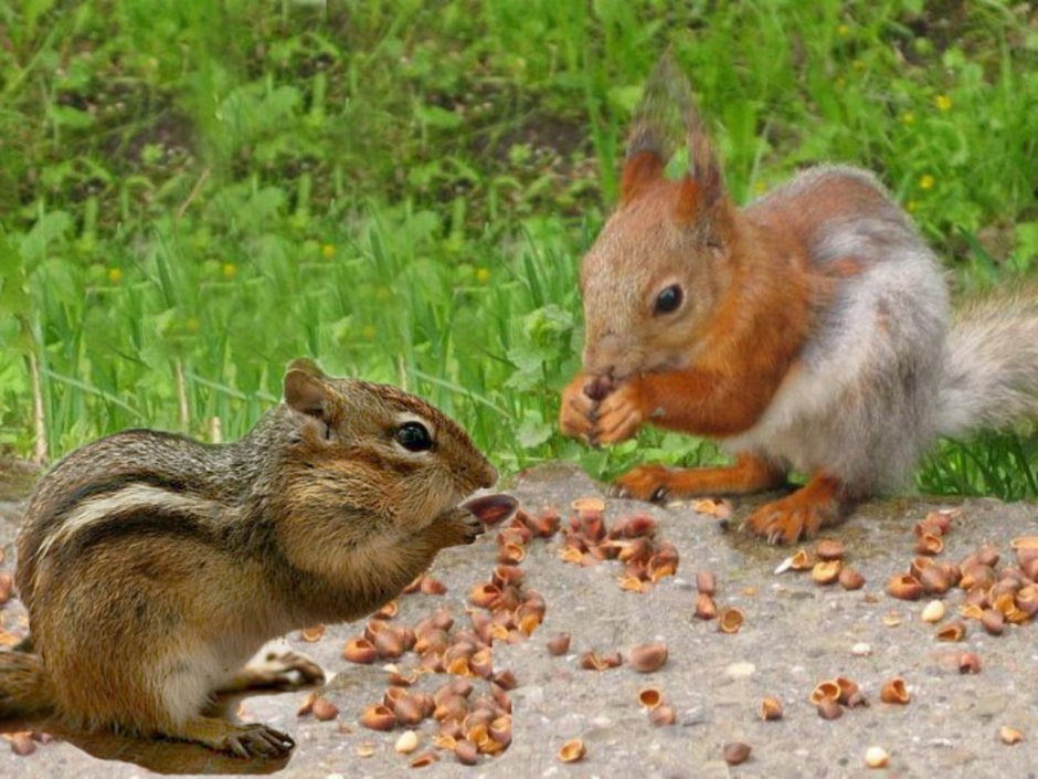Callosciurus erythraeus