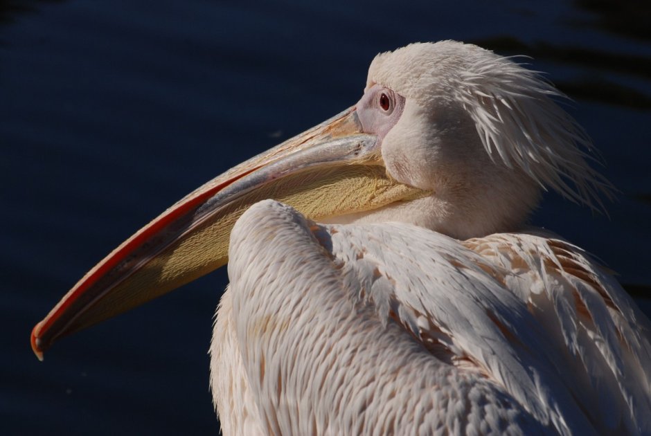 Pelecanus onocrotalus