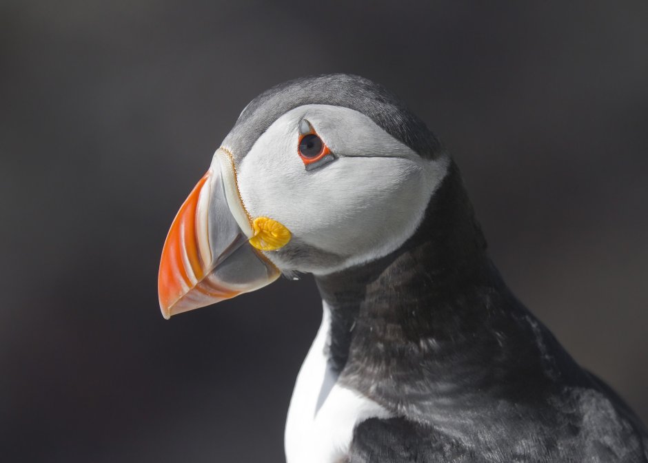 Puffin Тукан