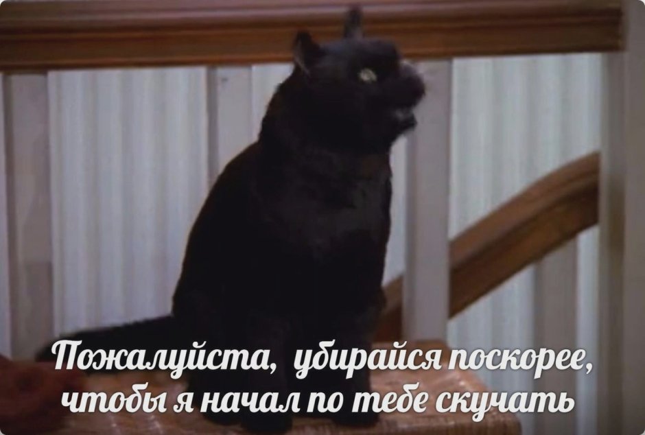 Сабрина маленькая ведьма кот Салем