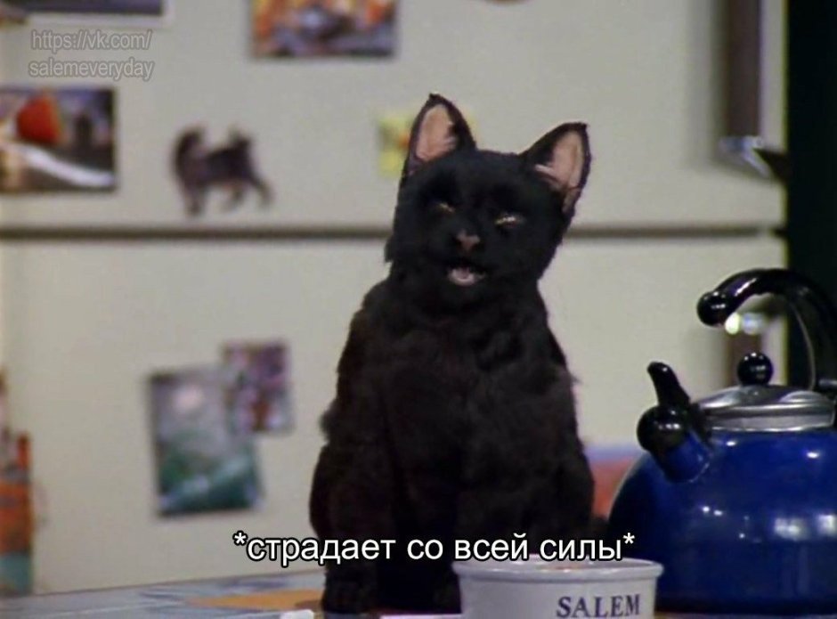 Сейлем кот Сабрина