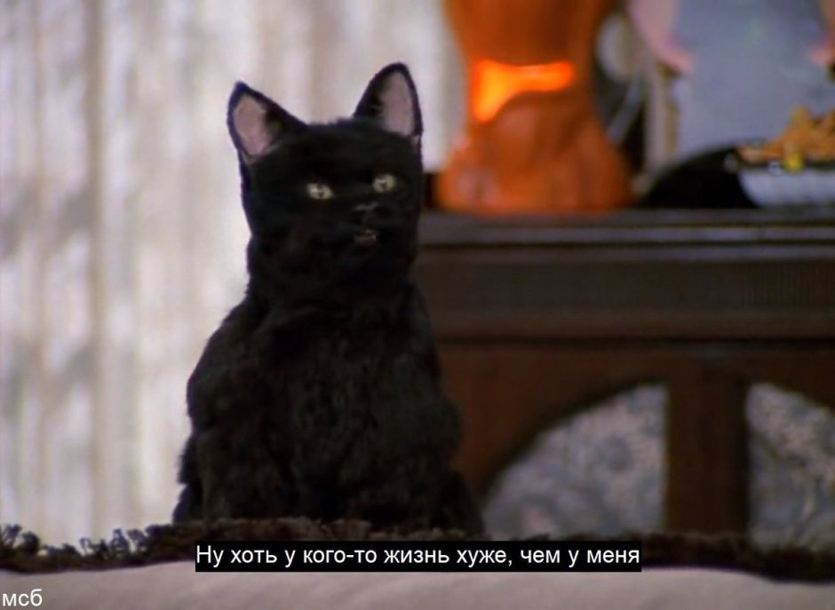 Кот салем