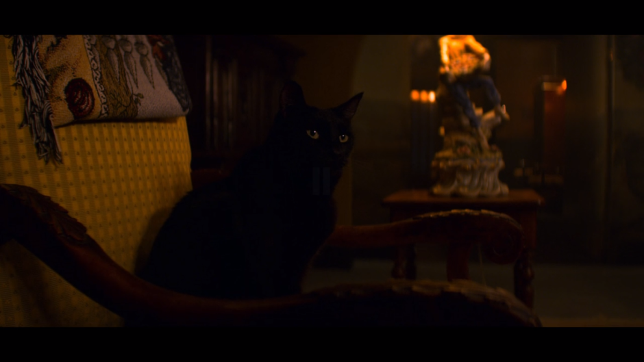 Кот Салем Хэллоуин