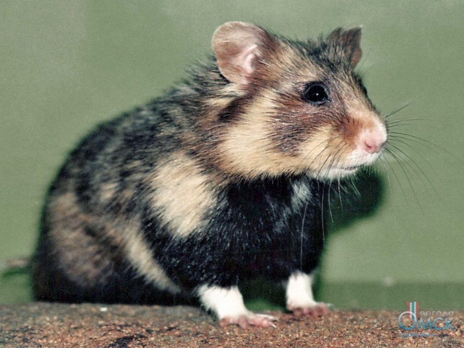 Умная морская Свинка
